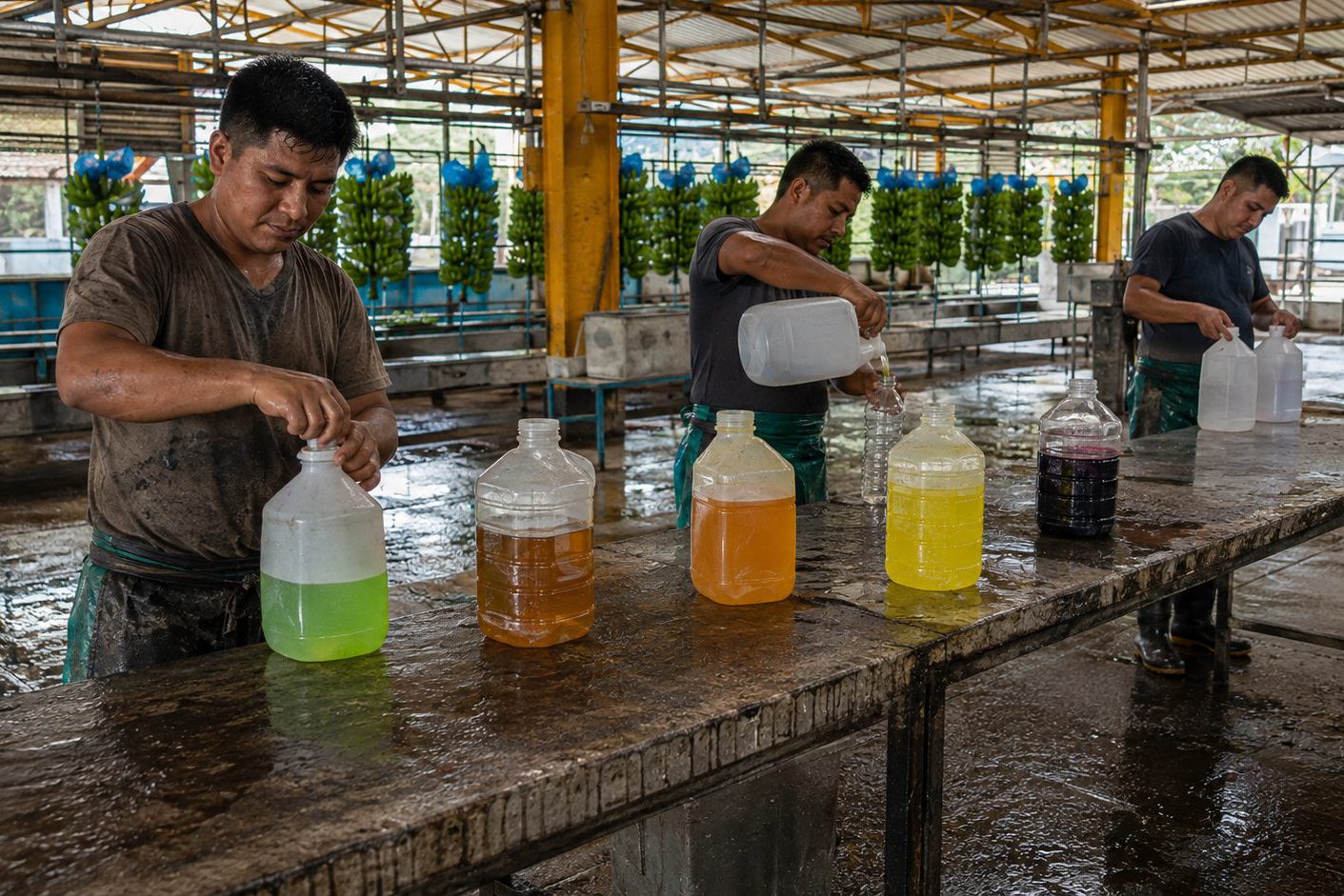 Cinco botellas con los sabores de Harvest sobre una mesa de la empacadora